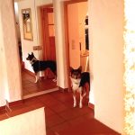 Tolle Unterkunft für Hunde