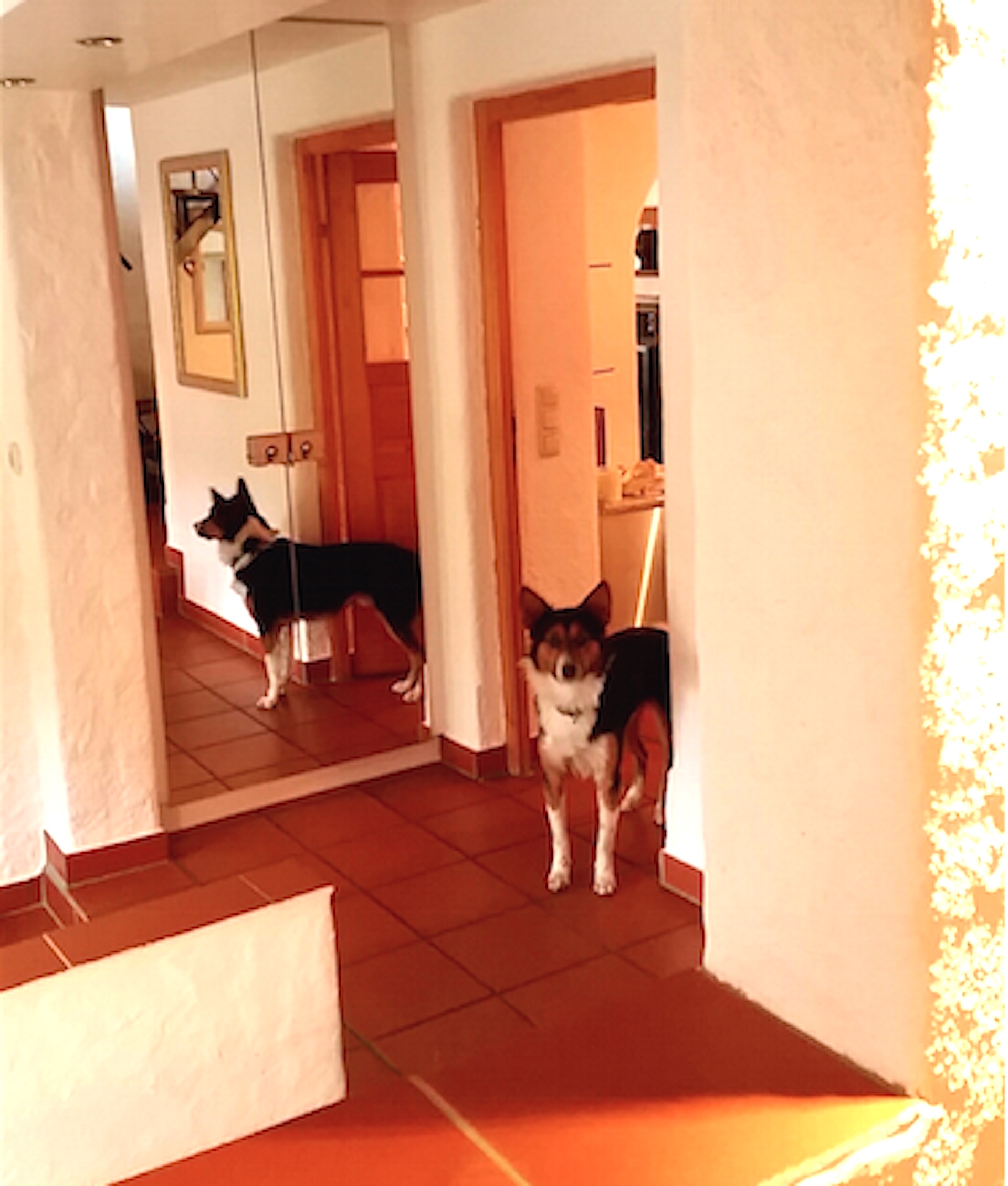 Tolle Unterkunft für Hunde