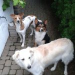 Hunden können sich im Garten frei bewegen