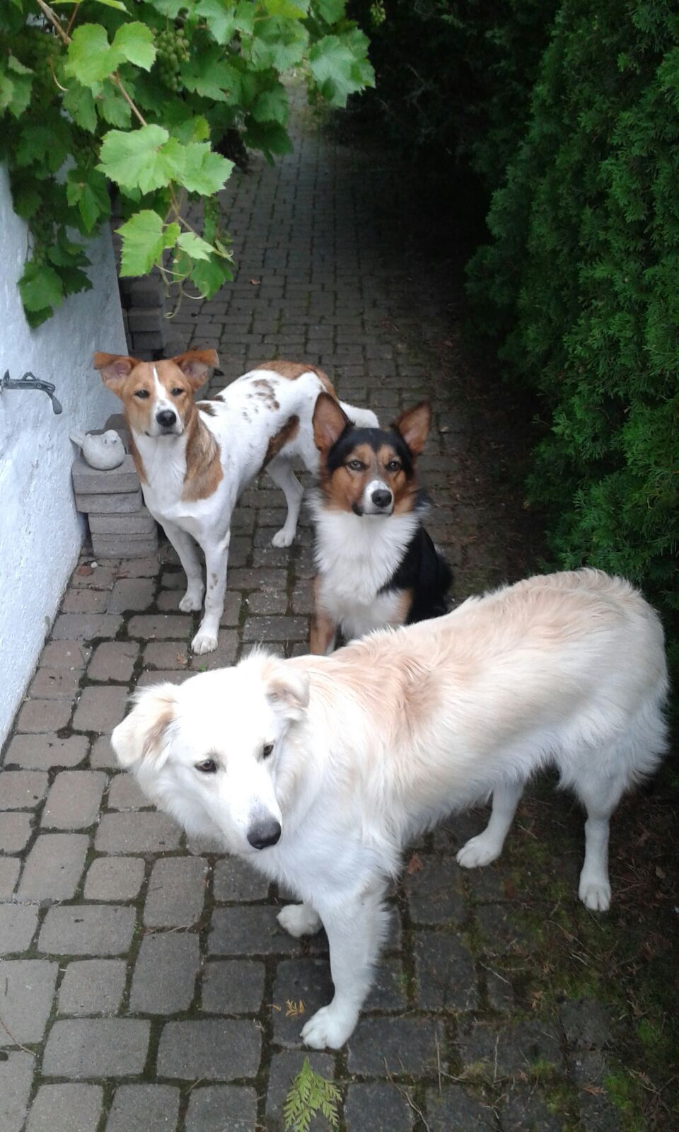 Hunden können sich im Garten frei bewegen
